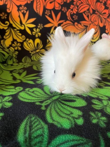 ZAIN - Lionhead available for adoption
