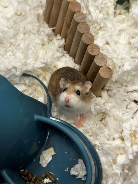 KIERA - Hamster available for adoption