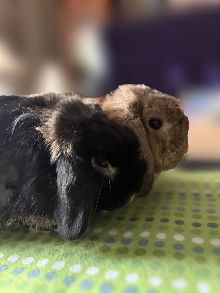 ARLO AND HOLLAND (BONDED PAIR) - Holland Lop available for adoption