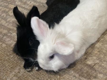 CHILI  & MARCILLE (BONDED PAIR) - Lionhead available for adoption