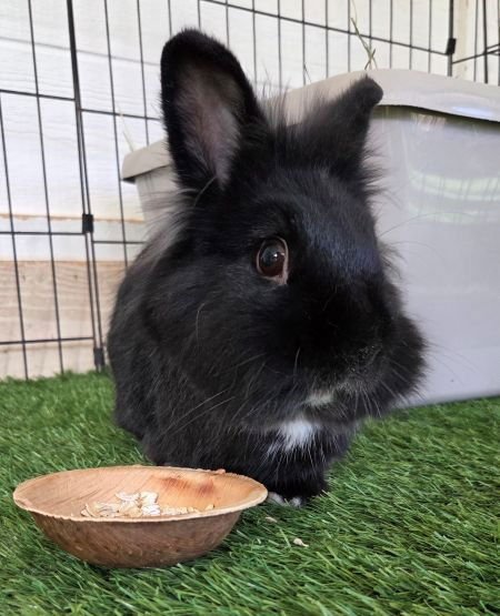 CHILI  & MARCILLE (BONDED PAIR) - Lionhead available for adoption