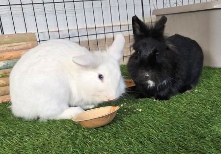Chili  & Marcille (bonded pair) - Photo 4