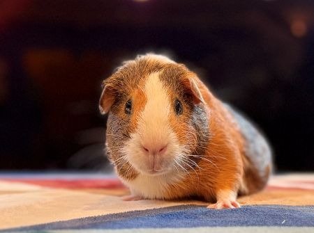YUMI AND OPIE - Guinea Pig available for adoption