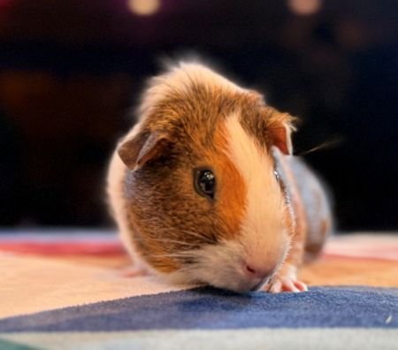 YUMI AND OPIE - Guinea Pig available for adoption