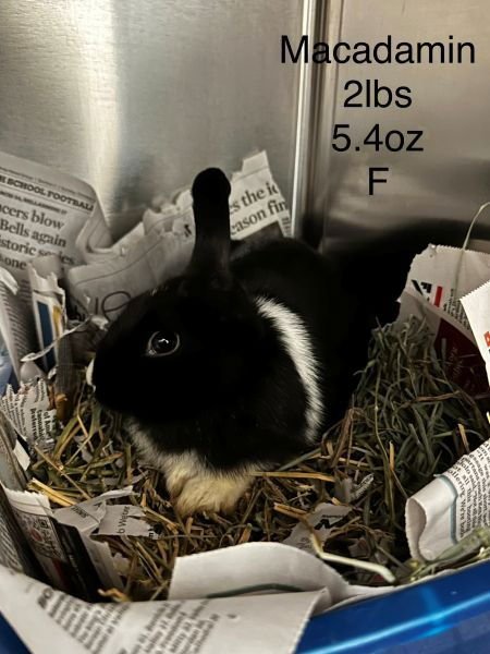 MACADAMIA - Dutch available for adoption