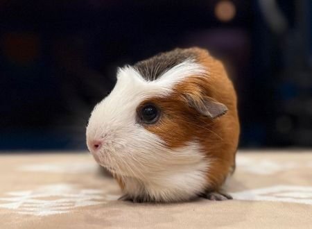 SUNFLOWER - Guinea Pig available for adoption