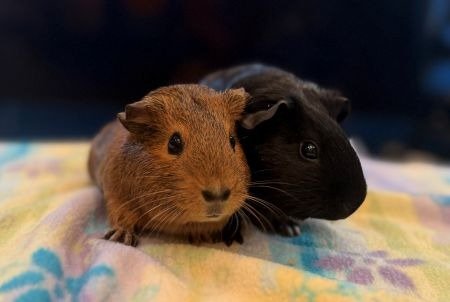 Pepsi & Chili Image