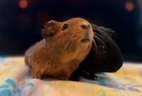 Pepsi & Chili - Photo 2