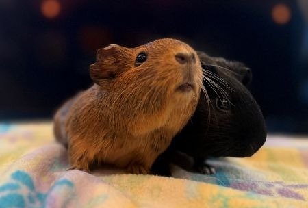PEPSI & CHILI - Guinea Pig available for adoption