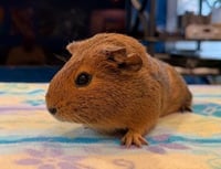 Pepsi & Chili - Photo 3