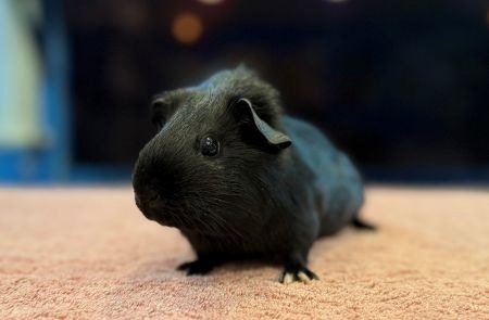STARRY & HER TWO BABIES - Guinea Pig available for adoption