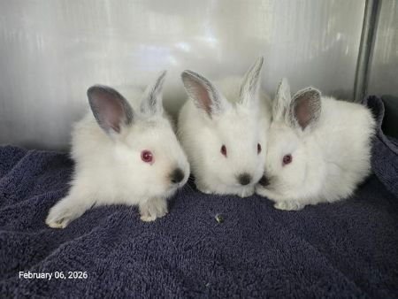 AMORA - Himalayan available for adoption