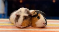 Fiona & Daisy - Photo 1