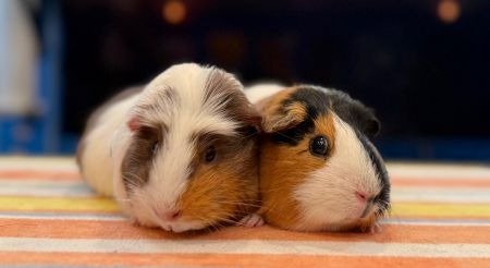 FIONA & DAISY - Guinea Pig available for adoption
