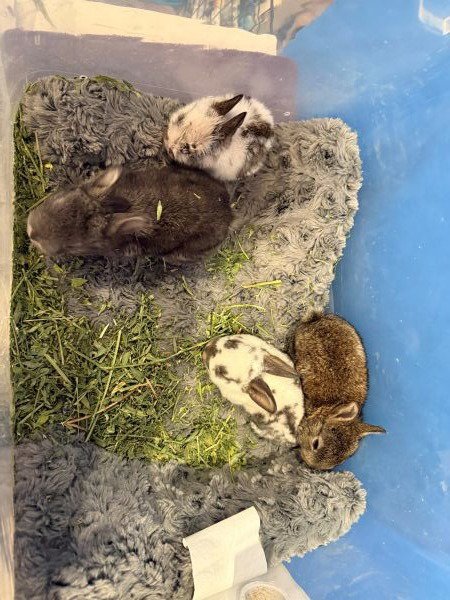 AVA The Rabbit Haven — Rescue & Shelter | WeRescue