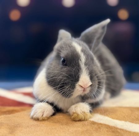 RONAL - Dutch available for adoption