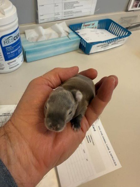 Logan Tiny baby bunny 7 days Image