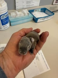 Logan Tiny baby bunny 7 days - Photo 1