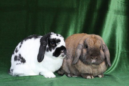 Pongo & Peanut (bonded pair) Image