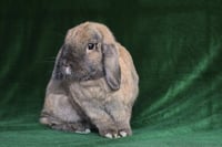 Pongo & Peanut (bonded pair) - Photo 2