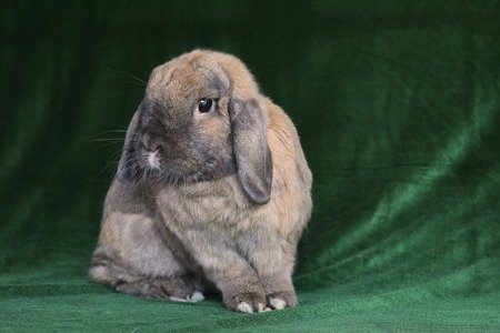 PONGO & PEANUT (BONDED PAIR) - Lop Eared available for adoption