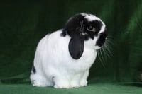 Pongo & Peanut (bonded pair) - Photo 3