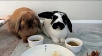 Pongo & Peanut (bonded pair) - Photo 4