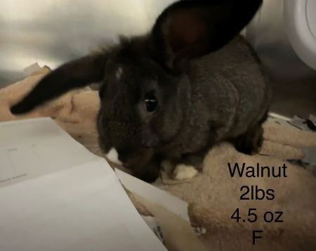 WALNUT - Dutch available for adoption