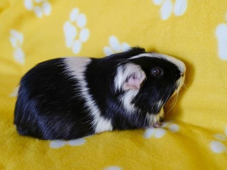 PENGUIN - Guinea Pig available for adoption