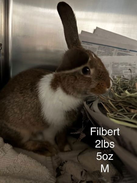 FILBERT - Dutch available for adoption