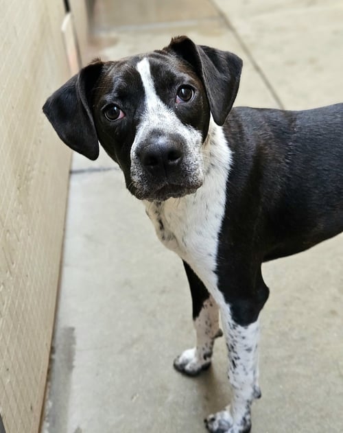 COLBY - Boston Terrier / Boxer for adoption in Chicago