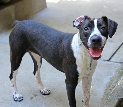 COLBY - Boston Terrier / Boxer available for adoption