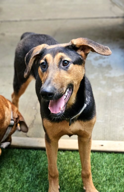 BONSAI - Doberman Pinscher / German Shepherd Dog for adoption in Chicago