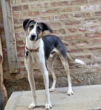 Stanley - Photo 2