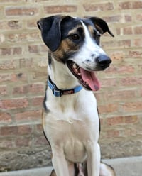 Stanley - Photo 3