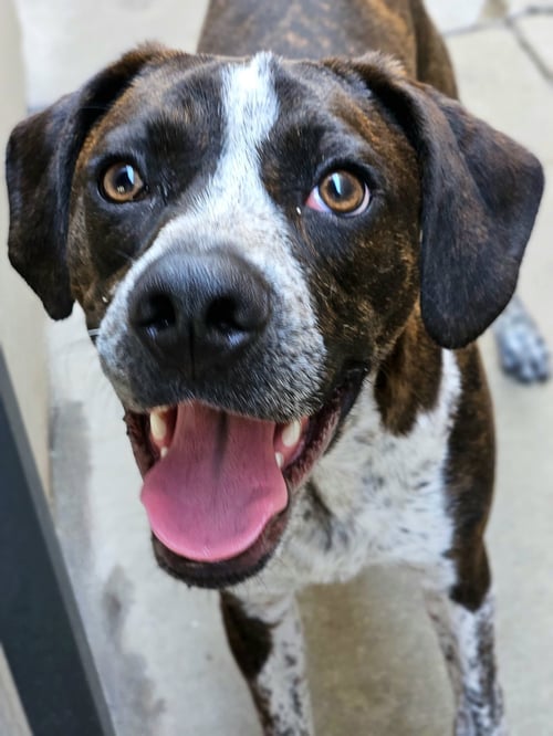 SWISS - Boston Terrier / Boxer for adoption in Chicago