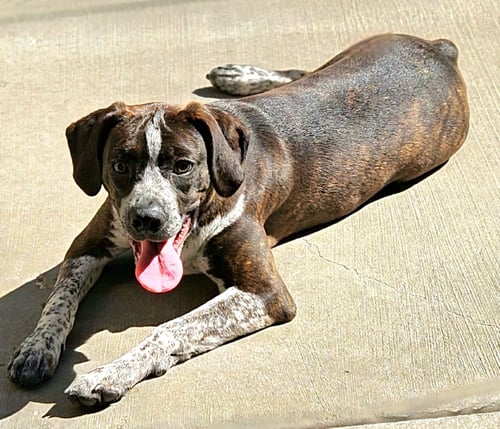 SWISS - Boston Terrier / Boxer available for adoption
