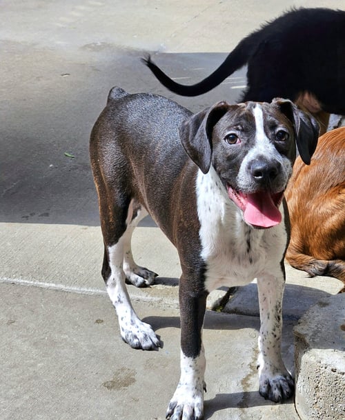 COLBY - Boston Terrier / Beagle for adoption in Chicago