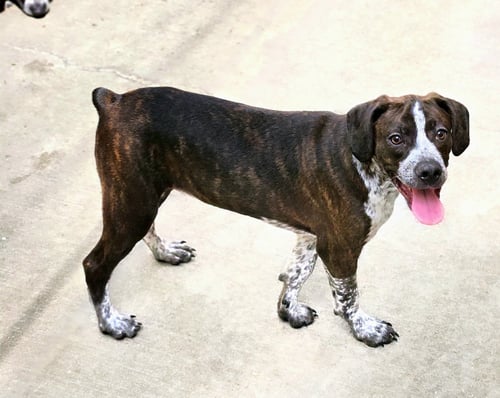 SWISS - Boston Terrier / Beagle available for adoption