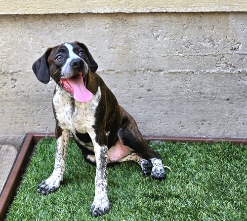 SWISS - Boston Terrier / Beagle for adoption in Chicago