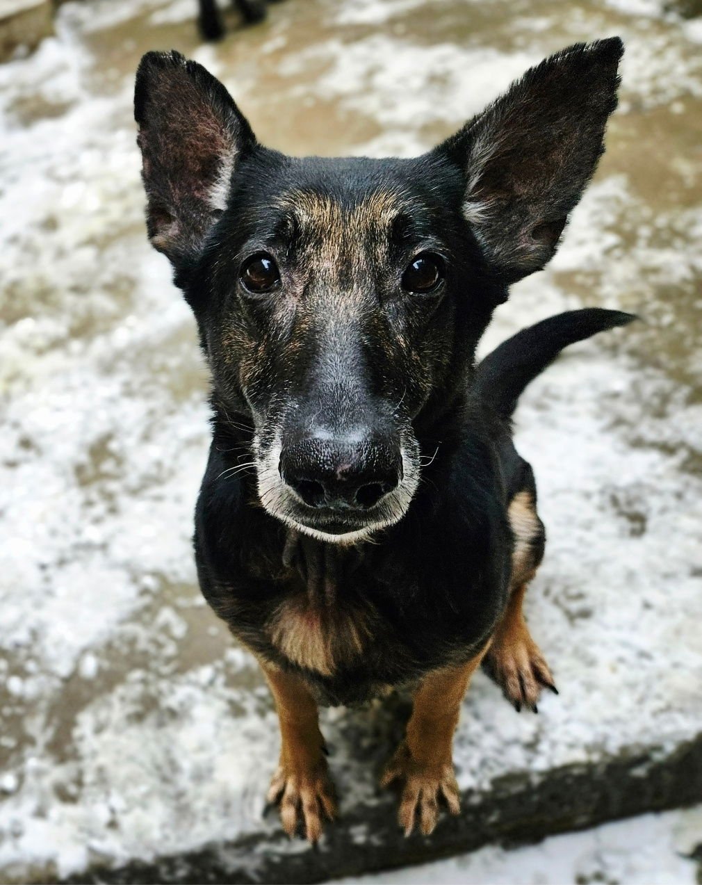 SKYLAR - German Shepherd Dog available for adoption