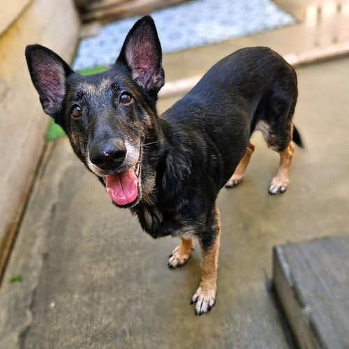 SKYLAR - German Shepherd Dog for adoption in Chicago