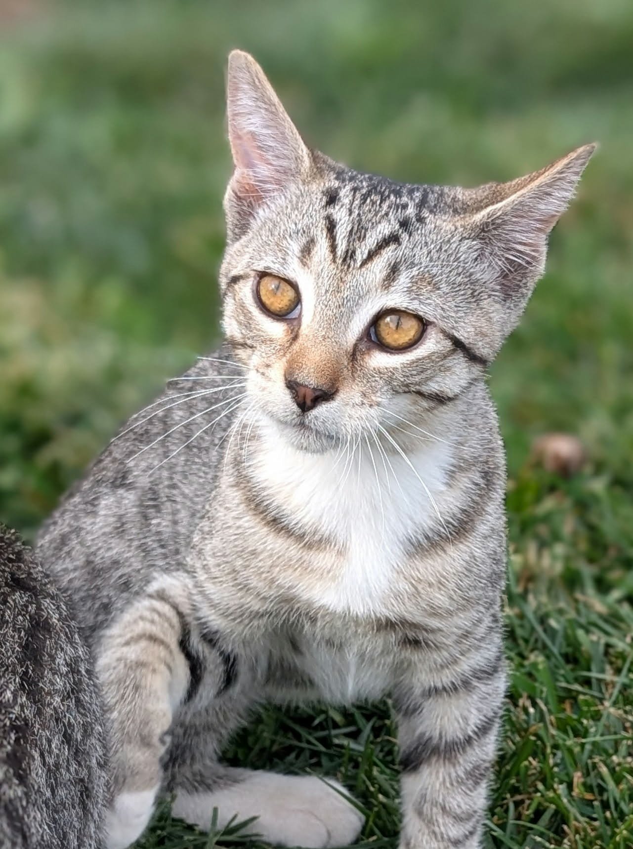 STEPH - Domestic Short Hair / Tabby available for adoption