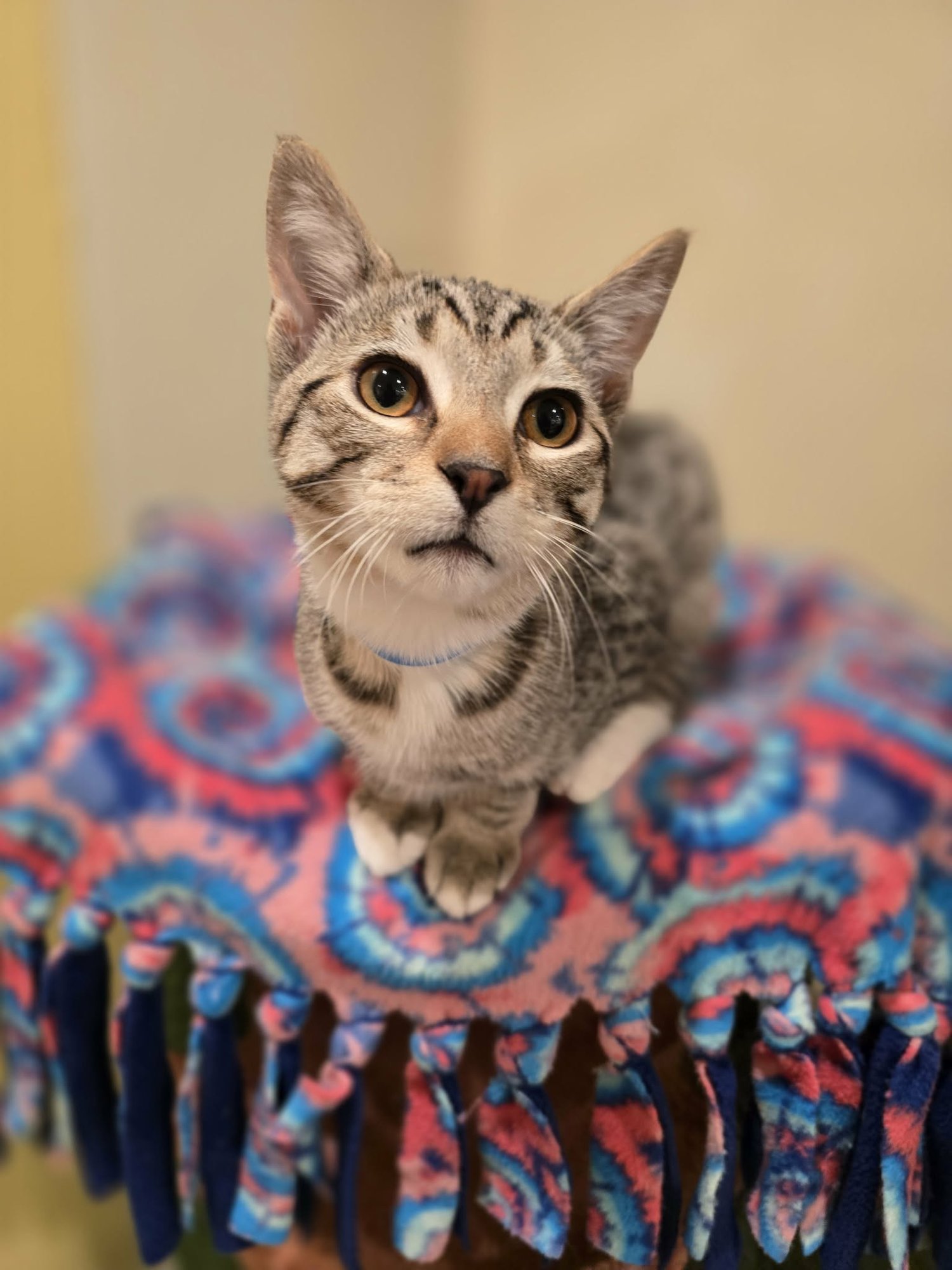 STEPH - Domestic Short Hair / Tabby available for adoption