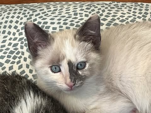 FLURRY - Domestic Short Hair / Snowshoe for adoption in San Jose