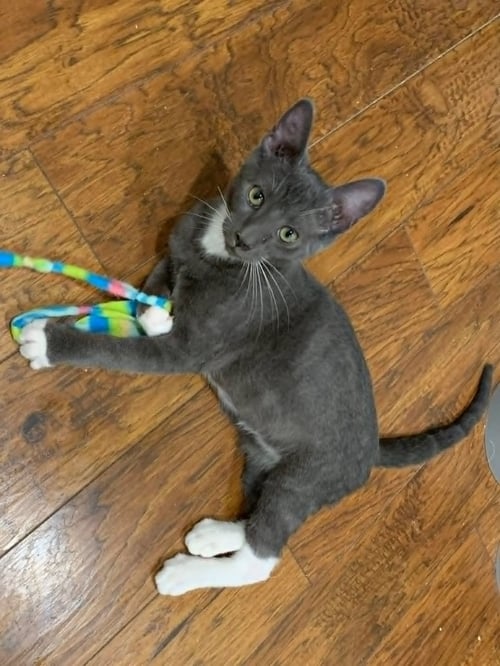 BUDDY - Domestic Short Hair / Tuxedo available for adoption