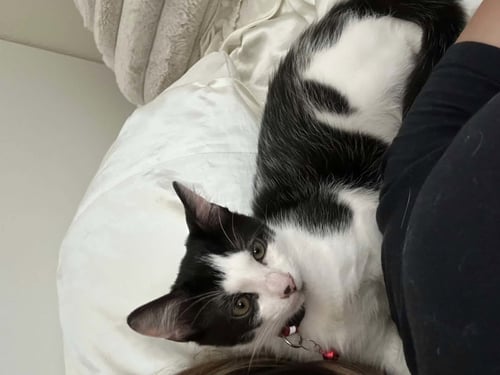 ADAM ANT - Domestic Short Hair for adoption in San Jose