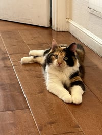 Missy Meow Meow - Photo 1