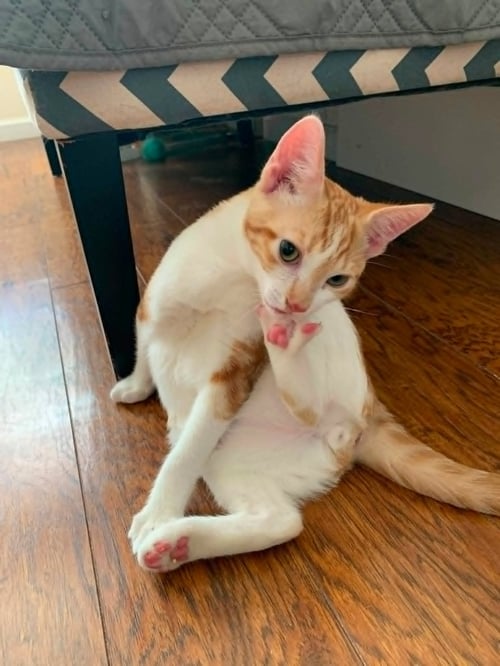 COSWORTH - Domestic Short Hair / Tabby for adoption in Sunnyvale