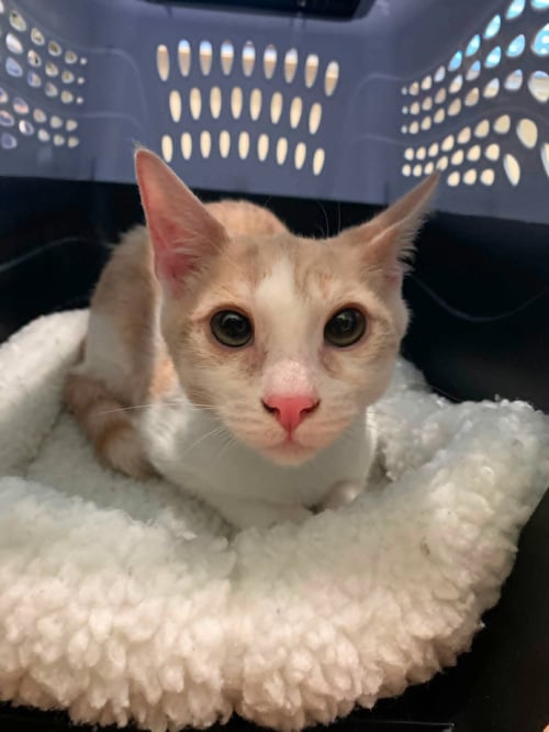 SHELBY - Domestic Short Hair / Tabby for adoption in Sunnyvale